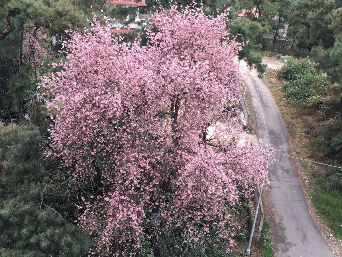 Orange Homestay Shillong Luaran gambar